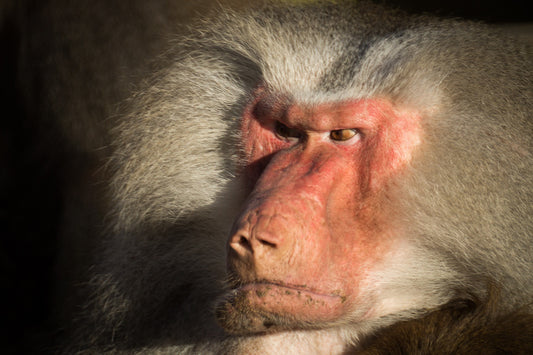 "Taking Umbrage" : Why Everybody Was Wrong About It