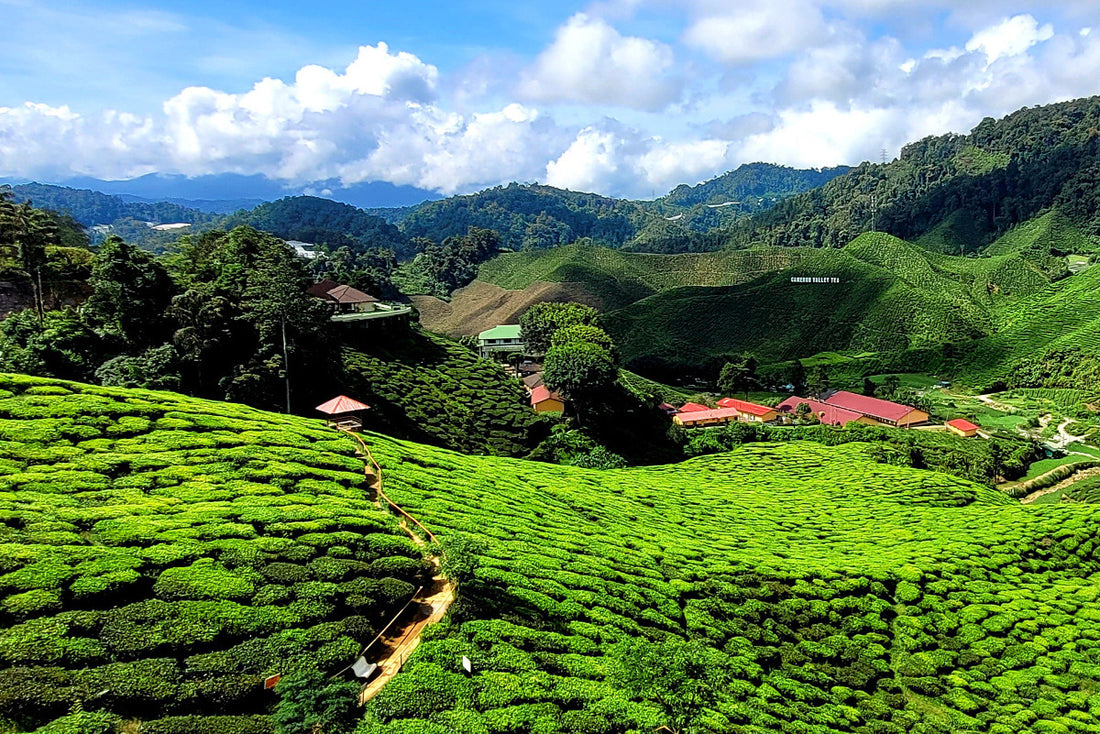 Cameron Highlands